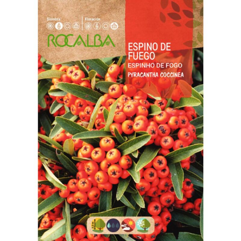 

Semillas de Espino de fuego Pyracantha coccinea