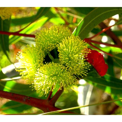 Semillas de Eucalipto de Casco Rojo. Eucalyptus Erythrocorys. 10 Gramos
