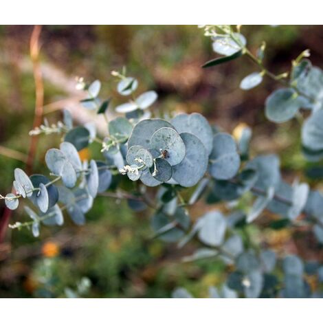 Semillas de Eucalipto. Eucalyptus Cordata. 10 Gramos
