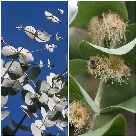 Semillas de Eucalyptus Cinerea. Eucalipto Manzano Argyle. 10 Gramos