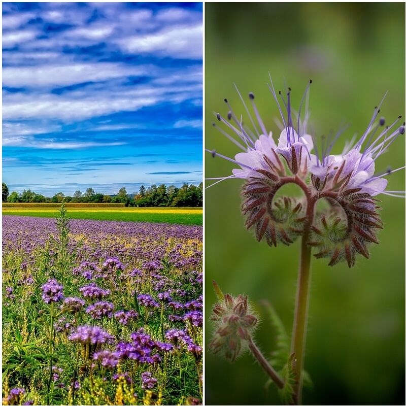 

Semillas de Facelia, Phacelia Tanacetifolia. Abono Verde. 250 Gramos