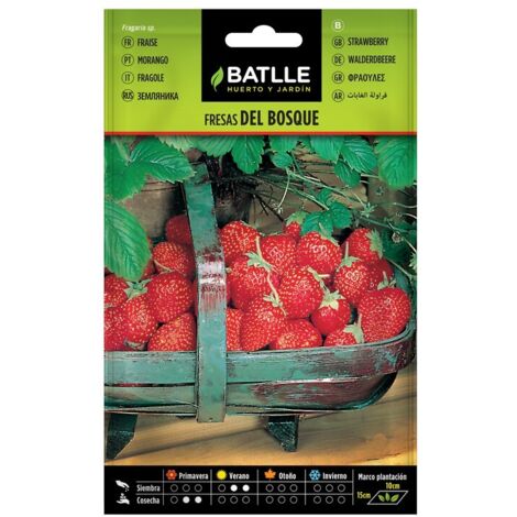 Semillas de Fresas de Bosque sobre