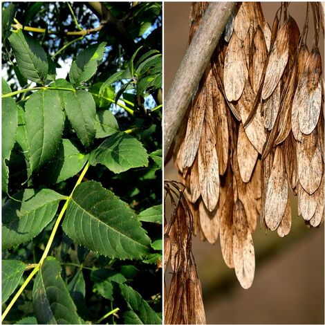 Semillas de Fresno Com�n. Fraxinus Excelsior. 50 Gramos