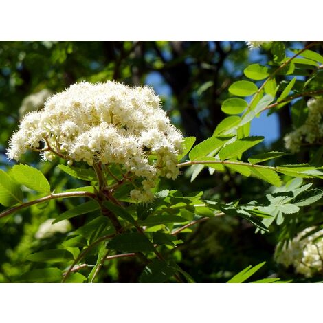 Semillas de Fresno de Flor. Fraxinus Ornus. 250 Gramos