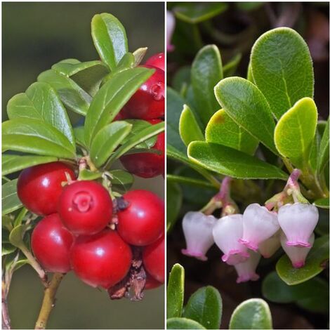 Semillas de Gayuba Arctostaphyllos Uva-Ursi. 10 Gramos