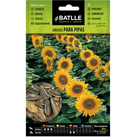 Semillas de Girasol para pipas Batlle