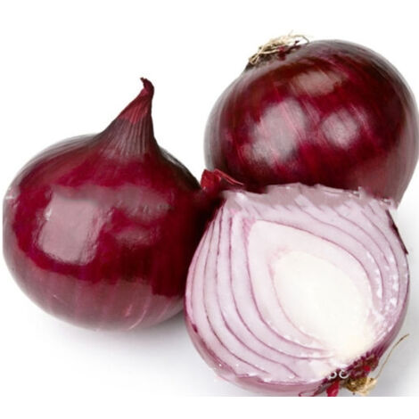 Semillas de hortalizas para cultivar en casa, cebollas rojas para el huerto, semillas para el invernadero del patio trasero.