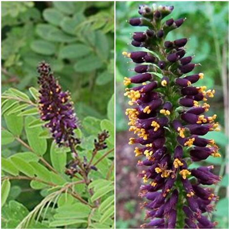 Semillas de Indigo Bastardo. Amorpha Fructicosa. 50 Gramos