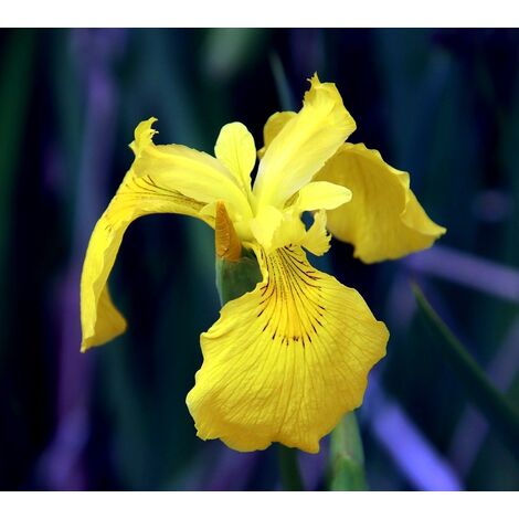 Semillas de Iris Lirio Amarillo. Iris Pseudacorus. 10 Gramos