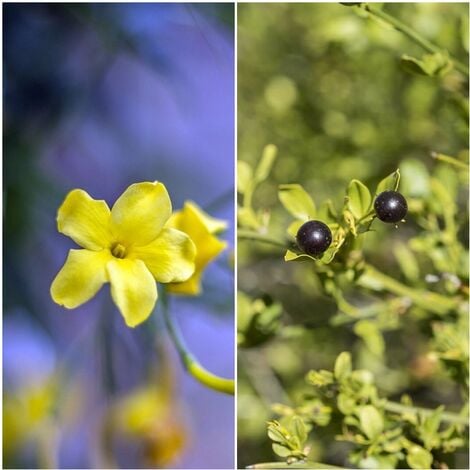 Semillas de Jazm�n Silvestre. Jasminum Fruticans. 10 Gramos
