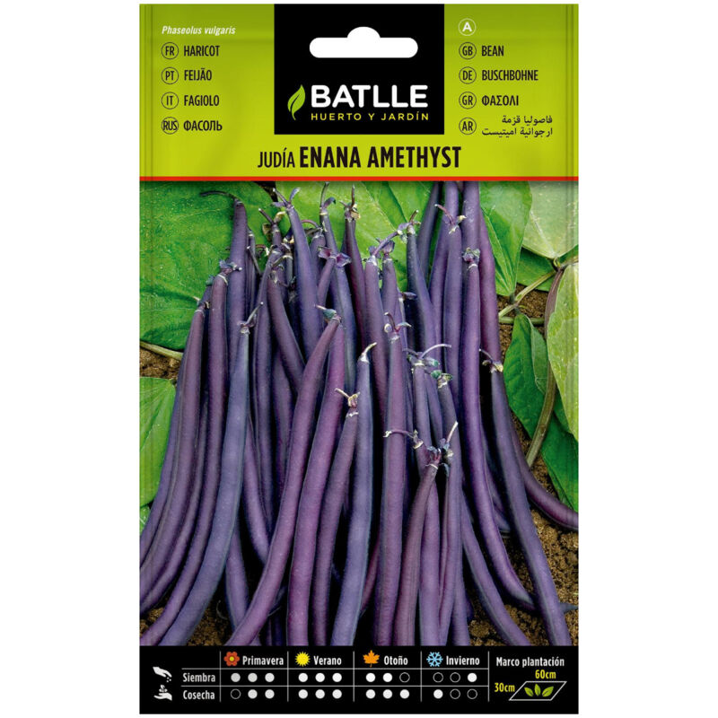 

Semillas de Judía Enana Violeta AMETHYST 25 gr.