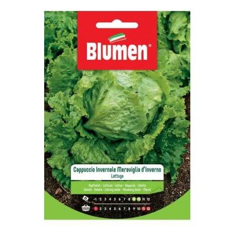 Semillas de Lechuga Blumen Winter Cap