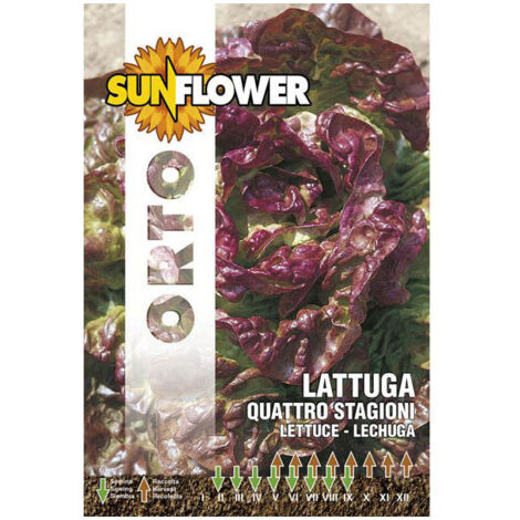 Semillas de lechuga Cuatro Estaciones Girasol