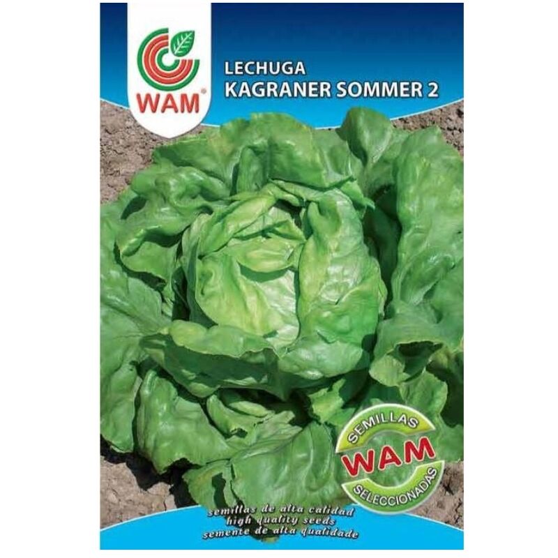 

Semillas de Lechuga Kagraner Sommer 2 Sobre 6 gr. - WAM