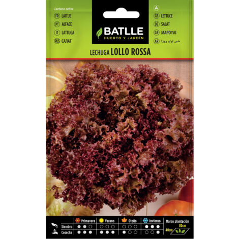 Semillas de lechuga Lollo rosa