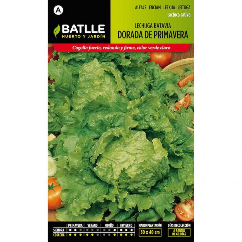 

Plantawa Semillas de Lechuga Dorada de Primavera 8 gr para Siembra Invierno Primavera Hortaliza para Cultivar - Battle