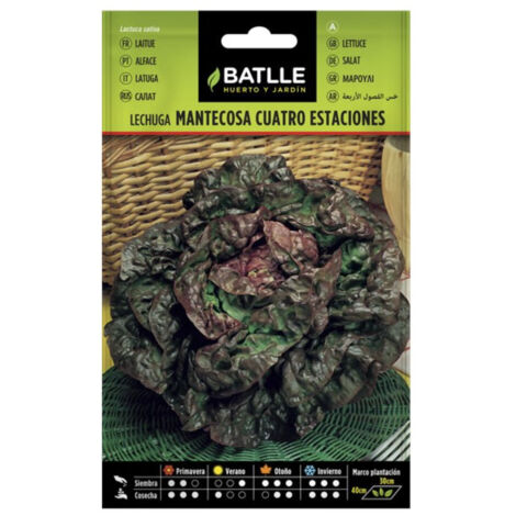 Semillas de Lechuga maravilla cuatro estaciones