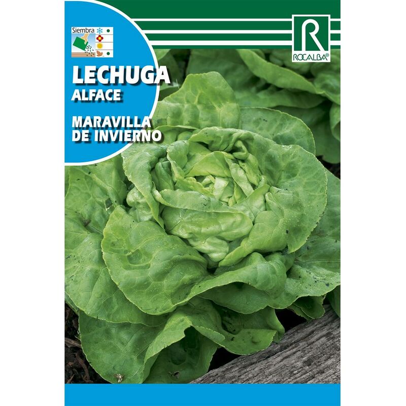 

Semillas de Lechuga maravilla de invierno