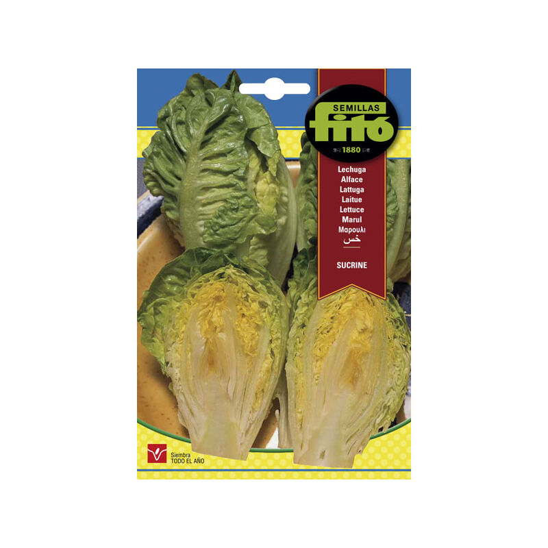 

Plantawa Semillas de Lechuga Sucrine 8 gr para Siembra Anual Hortaliza para Cultivar - Fitó