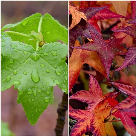 Semillas de Liquidambar Stiraciflua. 10 Gramos