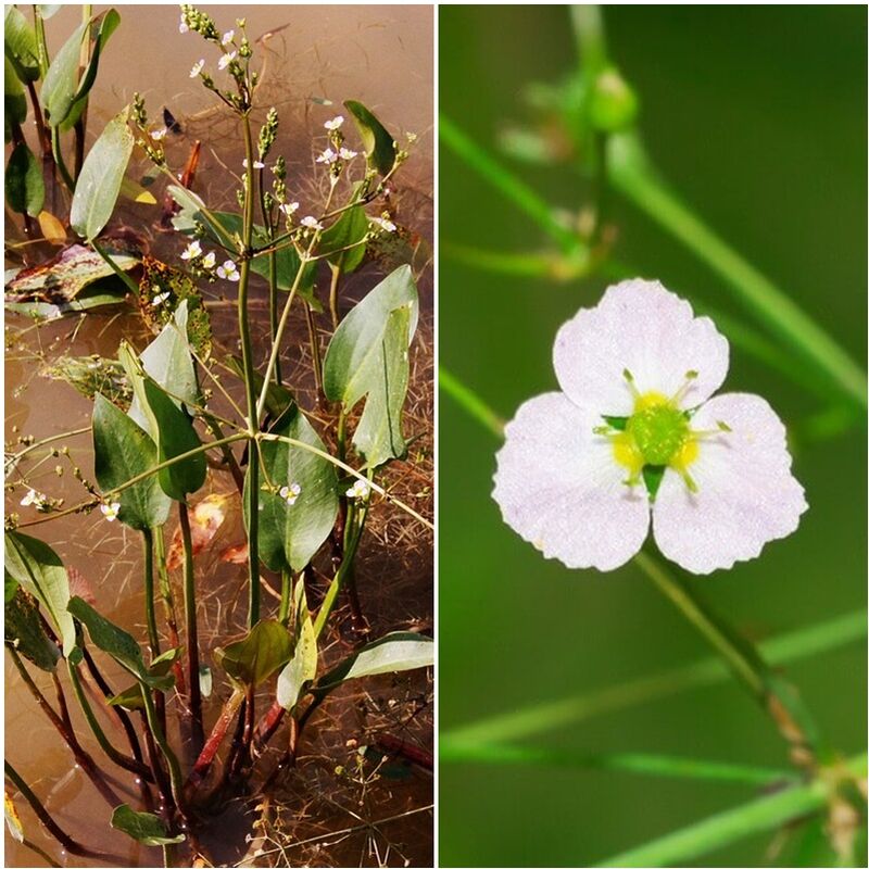 

Semillas de Llatén de Agua. Alisma Plantago Aquatica. 50 Gramos