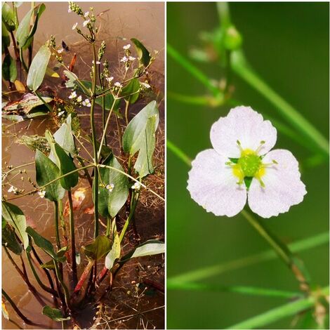 Semillas de Llat�n de Agua. Alisma Plantago Aquatica. 50 Gramos