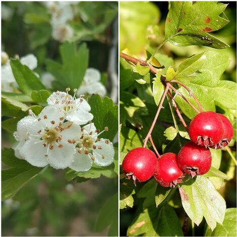 Semillas de Majuelo. Crataegus Monogyna. 50 Gramos