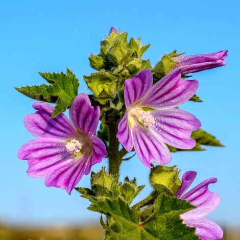 Semillas de Malva Com�n Sylvestris. 10 Gramos