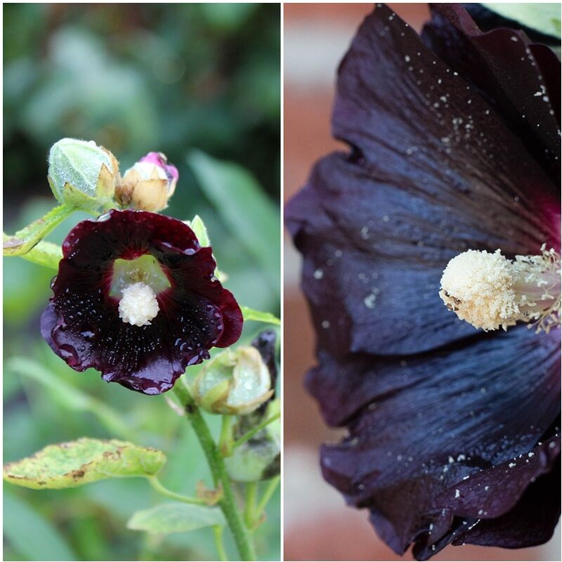 

Semillas de Malva Negra. Alcea Rosea Nigra. 10 Gramos