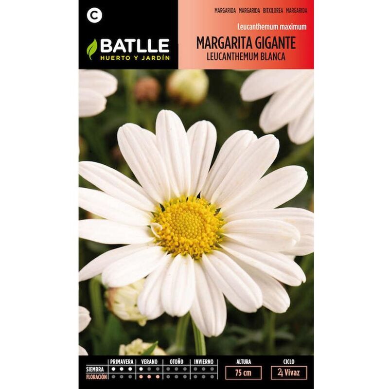 

Plantawa Semillas de Margarita Gigante 4 gr para Siembra Primavera Flor para Cultivar - Battle
