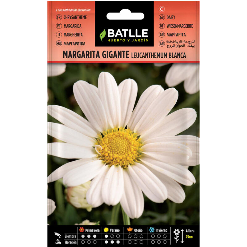

Semillas de Margarita gigante Leucantemum blanca
