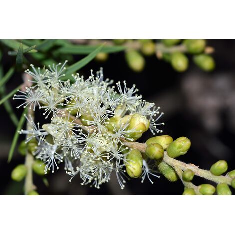 Semillas de Melaleuca Acuminata. 5 Gramos