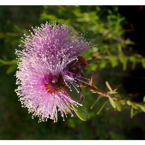 Semillas de Melaleuca Nesophila. Flor P�rpura. 5 Gramos