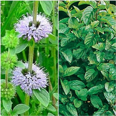 Semillas de Menta Poleo. Mentha Pulegium. 10.000 Semillas
