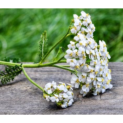 Semillas de Milenrama. Achillea Millenfolium
