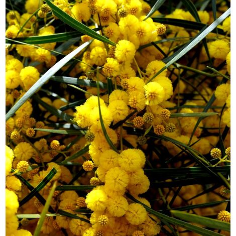 Semillas de Mimosa Dorada de Sidney. Acacia Logifolia. 5 Gramos