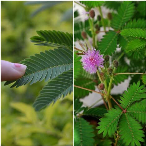 Semillas de Mimosa Pudica Sensitiva. 10 Gramos