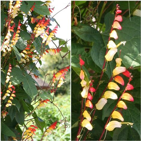 Semillas de Mina Lobata. Bandera Espa�ola. 10 Gramos