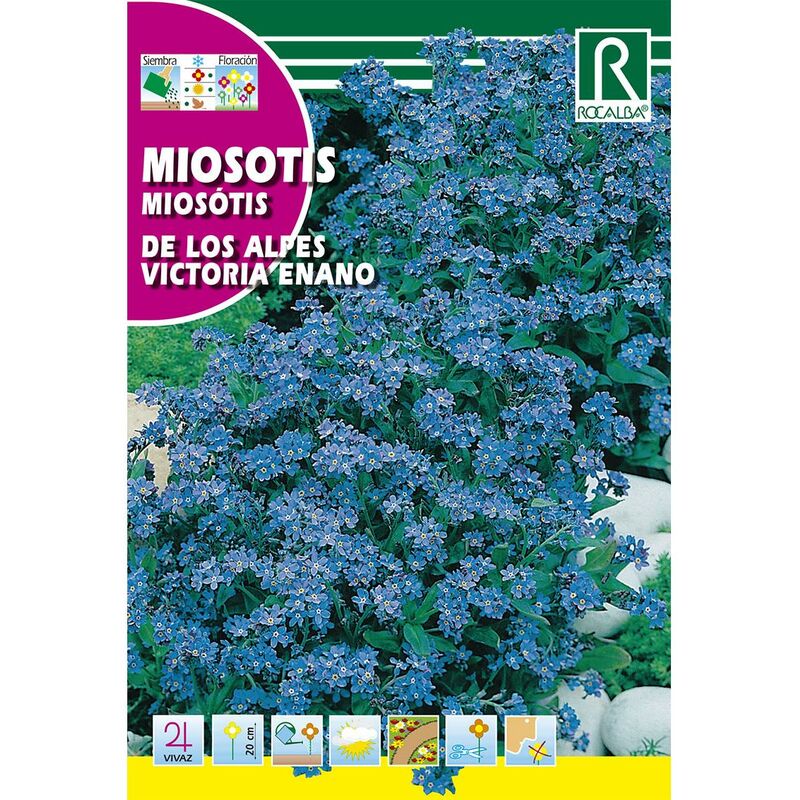 

Semillas de Miosotis de los Alpes victoria enano azul