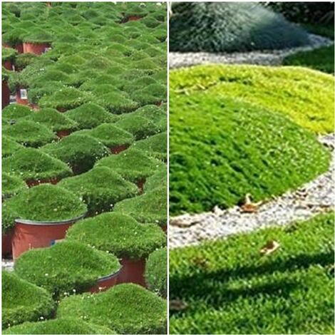 Semillas de Musgo Irlandes. Sagina Subulata. 30.000 Semillas