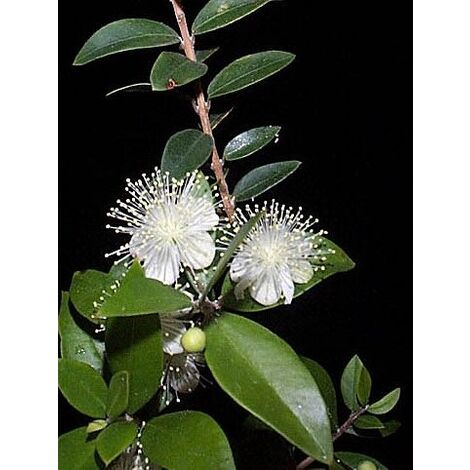Semillas de Myrtus Communis. Mirto. 10 Gramos