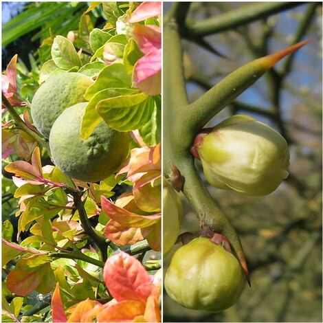 Semillas de Naranjo Trifoliado. Citrus Triptera. 50 Gramos