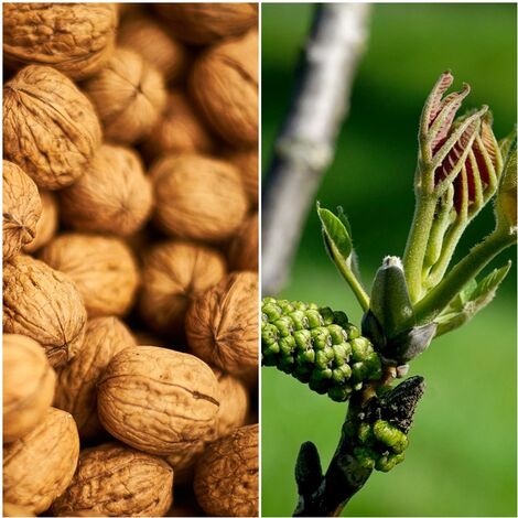 Semillas de Nogal Duero. Juglans Regia. 250 Gramos