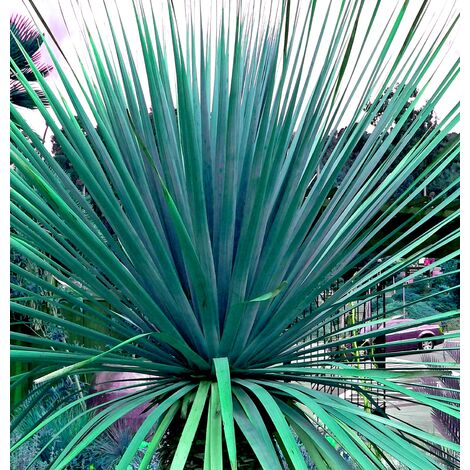 Semillas de Nolina Azul Nelsonii. 100 Semillas