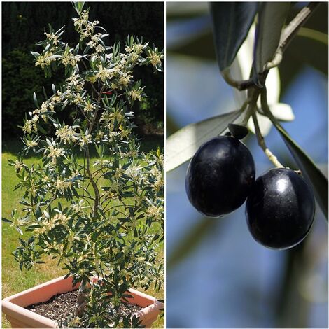 Semillas de Olivo Silvestre. Olea Europaea Sylvestris. 250 Gramos