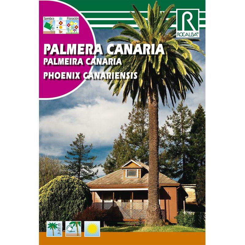 

Semillas de Palmera canaria Phoenix canariensis