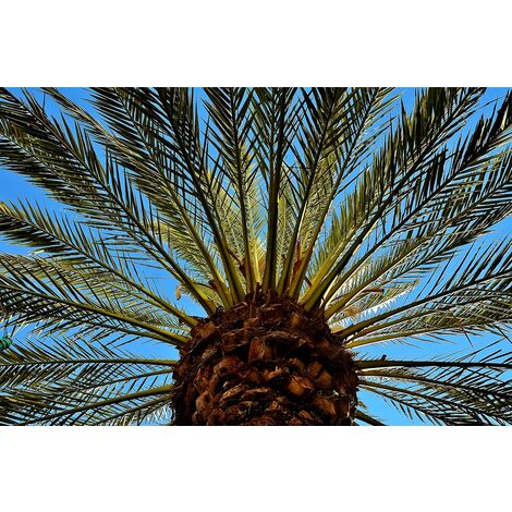 Semillas de Palmera de Canarias. Phoenix Canariensis. 250 Gramos