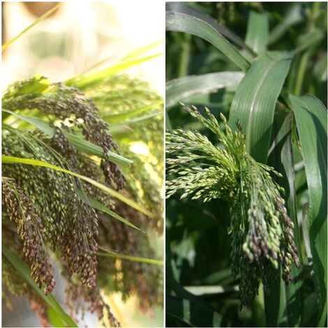 Semillas de Panicum Violaceum. 50 Gramos