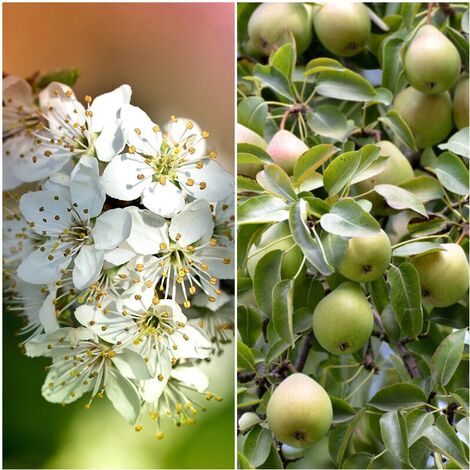 Semillas de Peral Com�n. Pyrus Communis. 10 Gramos