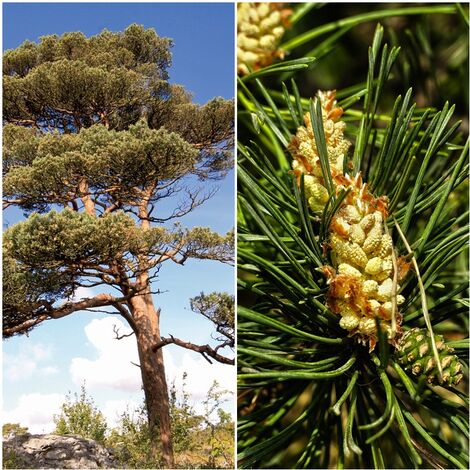 Semillas de Pino Silvestre. Pinus Sylvestris. 10 Gramos
